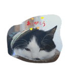 ねこたんねこまんオリジナルスタンプ第9段（個別スタンプ：19）