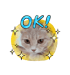 nekomakitvオリジナルスタンプ第10段目（個別スタンプ：10）