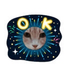 nekomakitvオリジナルスタンプ第10段目（個別スタンプ：11）