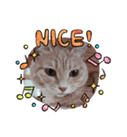 nekomakitvオリジナルスタンプ第10段目（個別スタンプ：13）