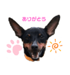 Mini pin stamp（個別スタンプ：1）
