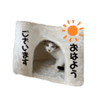 すずちゃんきほんのスタンプ（個別スタンプ：1）