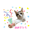 すずちゃんきほんのスタンプ（個別スタンプ：15）