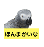 鳥さん関西弁だらけ(再販)（個別スタンプ：4）