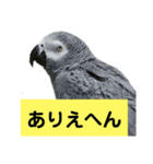 鳥さん関西弁だらけ(再販)（個別スタンプ：6）