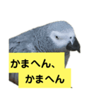 鳥さん関西弁だらけ(再販)（個別スタンプ：7）