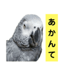 鳥さん関西弁だらけ(再販)（個別スタンプ：8）