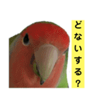 鳥さん関西弁だらけ(再販)（個別スタンプ：12）