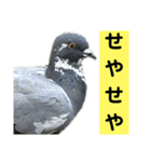 鳥さん関西弁だらけ(再販)（個別スタンプ：23）
