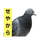 鳥さん関西弁だらけ(再販)（個別スタンプ：24）