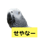 鳥さん関西弁だらけ(再販)（個別スタンプ：25）