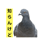 鳥さん関西弁だらけ(再販)（個別スタンプ：26）