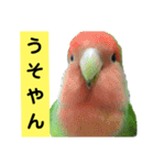 鳥さん関西弁だらけ(再販)（個別スタンプ：31）