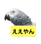 鳥さん関西弁だらけ(再販)（個別スタンプ：36）