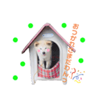 スナの日常（個別スタンプ：7）