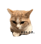 八雲vol.1（個別スタンプ：21）
