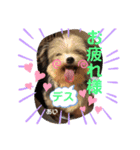 うちの♡保護っ子♡（個別スタンプ：1）