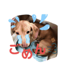 うちの♡保護っ子♡（個別スタンプ：13）