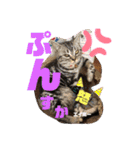 うちの♡保護っ子♡（個別スタンプ：15）