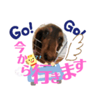 うちの♡保護っ子♡（個別スタンプ：16）