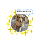うちの子コロン2（個別スタンプ：2）