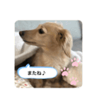 うちの子コロン2（個別スタンプ：3）