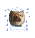 うちの子コロン2（個別スタンプ：6）