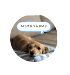うちの子コロン2（個別スタンプ：7）