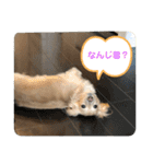 うちの子コロン2（個別スタンプ：8）