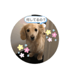 うちの子コロン2（個別スタンプ：12）