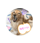 うちの子コロン2（個別スタンプ：15）