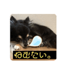 チワ、白プー、茶プースタンプ（個別スタンプ：1）