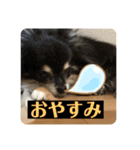 チワ、白プー、茶プースタンプ（個別スタンプ：3）