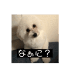 チワ、白プー、茶プースタンプ（個別スタンプ：5）