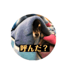 チワ、白プー、茶プースタンプ（個別スタンプ：9）