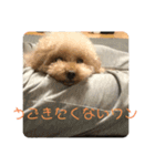 チワ、白プー、茶プースタンプ（個別スタンプ：10）