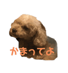 チワ、白プー、茶プースタンプ（個別スタンプ：16）