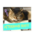 Cute My Cat  Nyago（個別スタンプ：3）