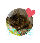 Cute My Cat  Nyago（個別スタンプ：5）