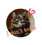 Cute My Cat  Nyago（個別スタンプ：7）