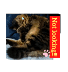 Cute My Cat  Nyago（個別スタンプ：11）