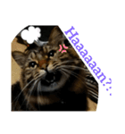 Cute My Cat  Nyago（個別スタンプ：13）