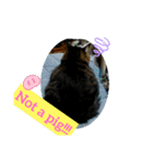 Cute My Cat  Nyago（個別スタンプ：15）