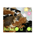 Cute My Cat  Nyago（個別スタンプ：16）