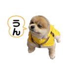 ポメラニアンのカイくん2（個別スタンプ：1）