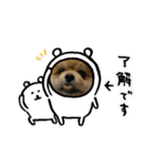 ポメラニアンのカイくん2（個別スタンプ：3）