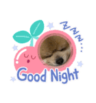 ポメラニアンのカイくん2（個別スタンプ：4）