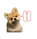 ポメラニアンのカイくん2（個別スタンプ：5）