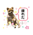 ポメラニアンのカイくん2（個別スタンプ：10）