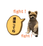 ポメラニアンのカイくん2（個別スタンプ：11）
